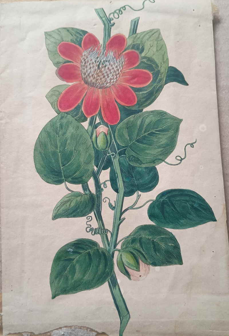 Passionsblume Jacob Ernst von Reider  030579x