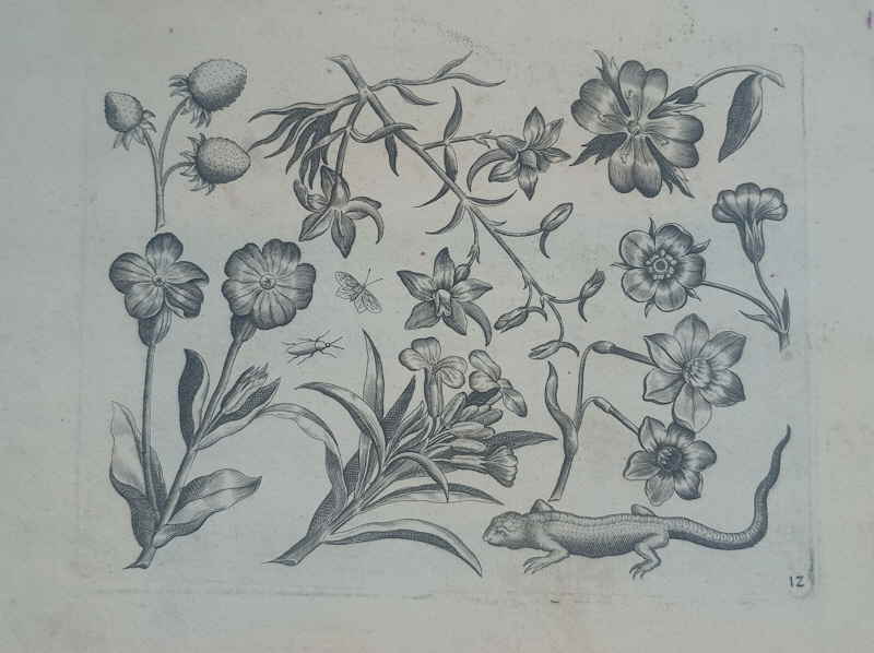 Viridarium Novum A little Book of Nature Paulus F�rst 953x