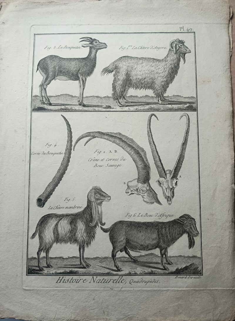 Kupferstich Benard nach Martinet aus der Enzyklop�die Denis Diderot  Jean Lerond d'Alembert 643848x