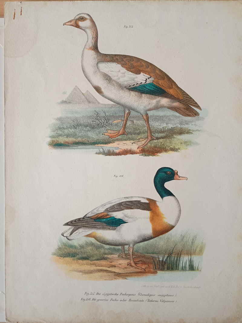 1864 koloriertes Litho Die gyptische Fuchsgans Fuchs Brandente 133385x