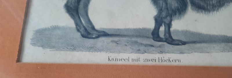 Kameel mit 2 Hcker 2238x