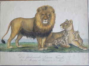 6 Die Afrikanische L�wenfamilie aus der Menagerie Hermann van Aken 088d