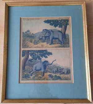 Elefanten Nashorn Bertuch 628d