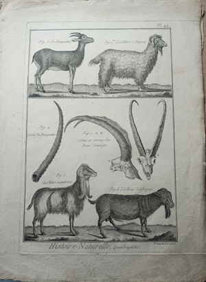 Kupferstich Benard nach Martinet aus der Enzyklop�die Denis Diderot  Jean Lerond d'Alembert 643848d