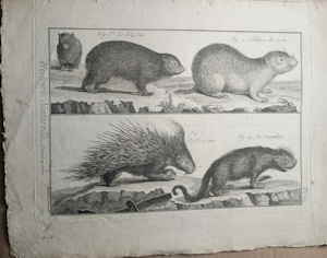 Kupferstich Benard nach Martinet aus der Enzyklop�die Denis Diderot  Jean Lerond d'Alembert 704861d