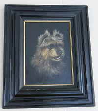 Malteser Yorkshire Terrier   5d